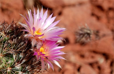 two cactus flowers